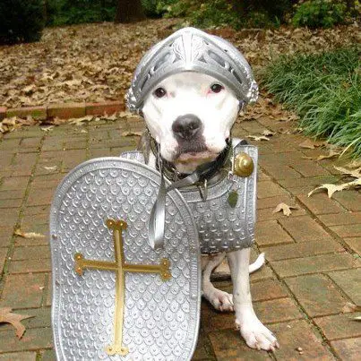 A Pit Bull in armor costume while sitting on the pavement