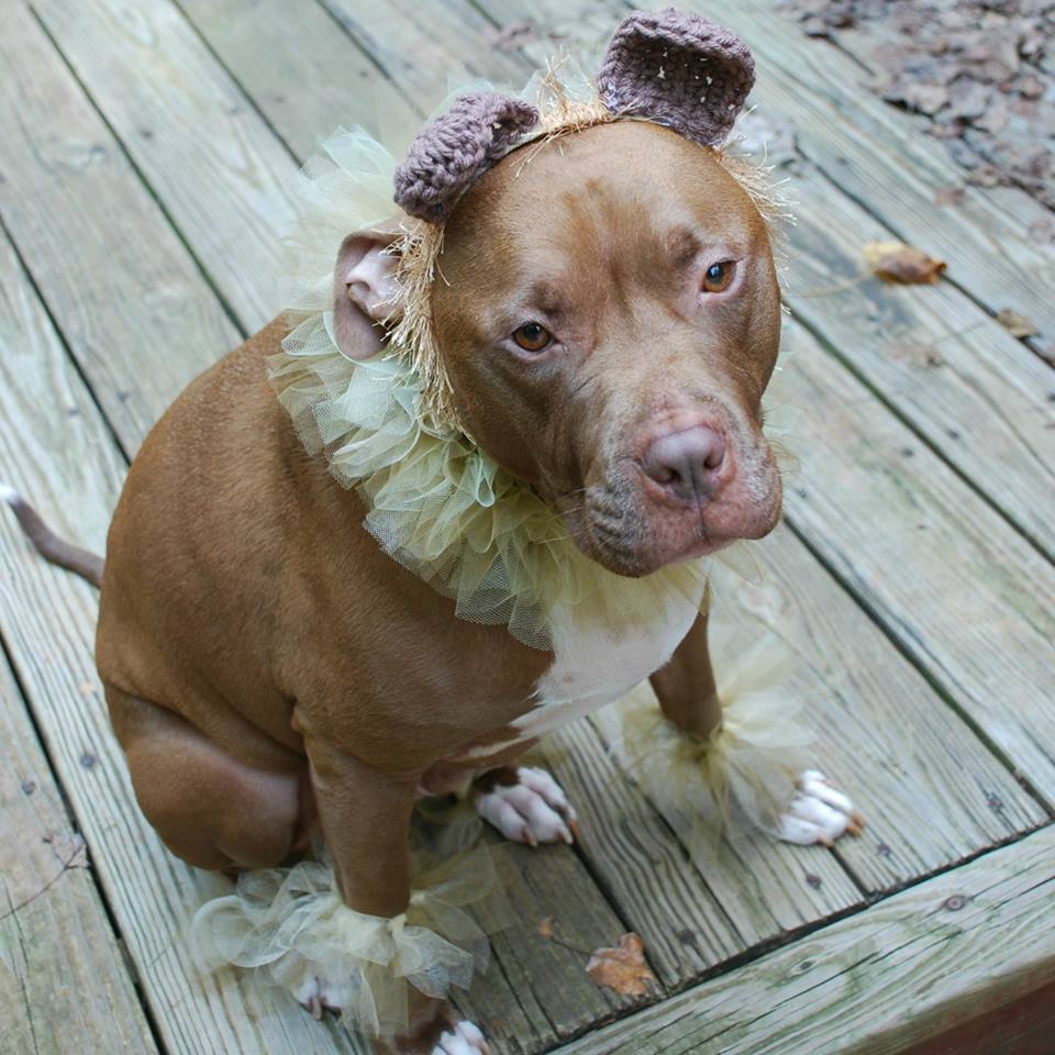 A Pit Bull wearing bear ears on top of its head and yellow tutu around its neck and arms while sitting on the wooden floor