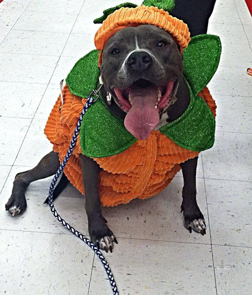 A Pit Bull in pumpkin costume while sitting on the floor with its tongue out
