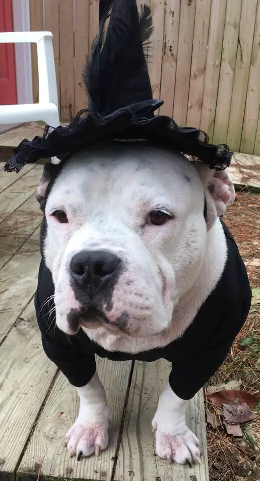 A Pit Bull in black witch costume