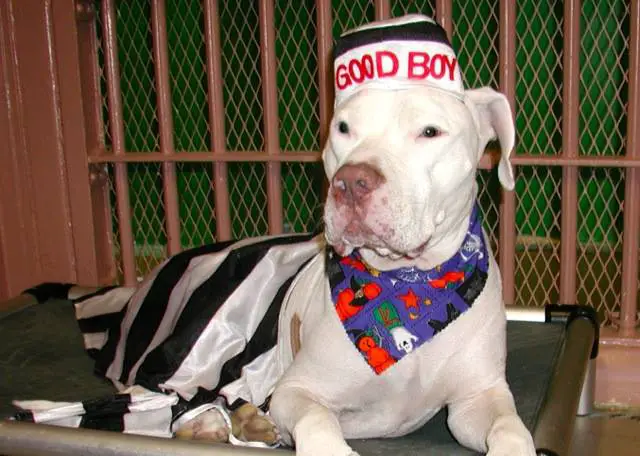 A Pit Bull in its prisoner costume while lying on top of the bed