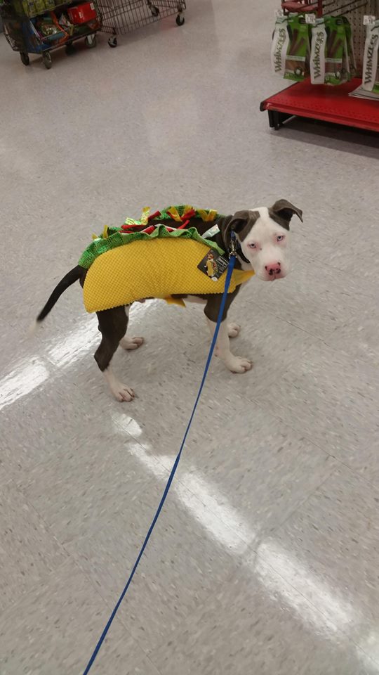 A Pit Bull in taco costume while standing on the floor