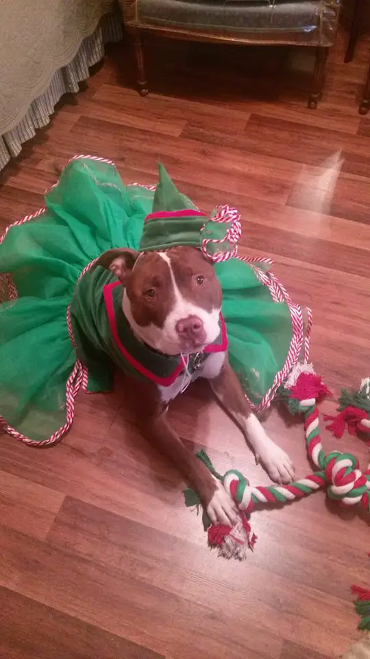 A Pit Bull in a dwarf dress costume while sitting on the floor