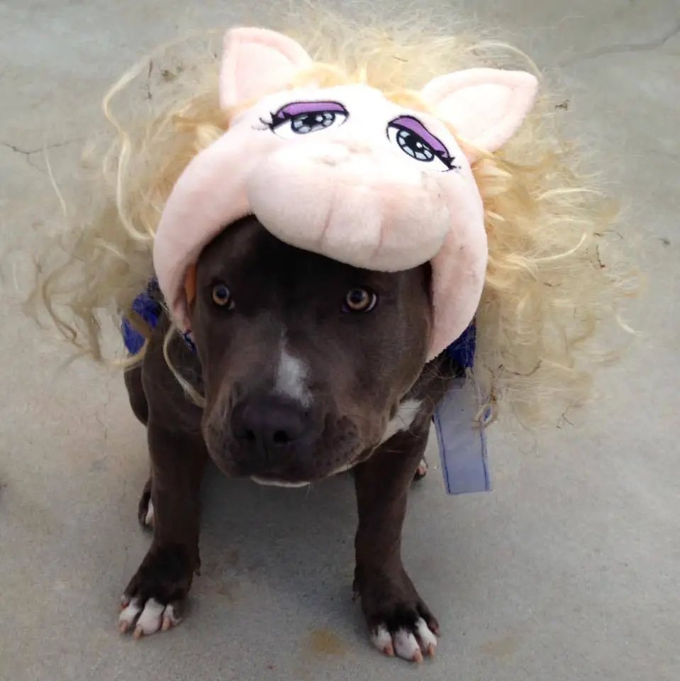 A Pit Bull in Miss Piggy costume while sitting on the floor