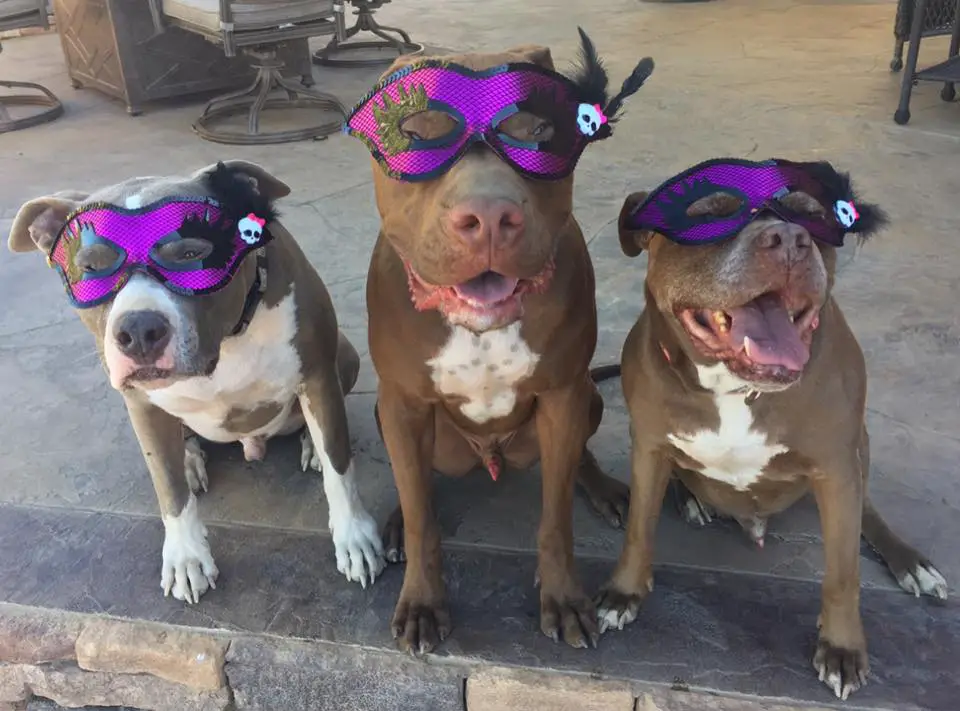 three Pit Bull wearing purple masquerade while sitting on the floor