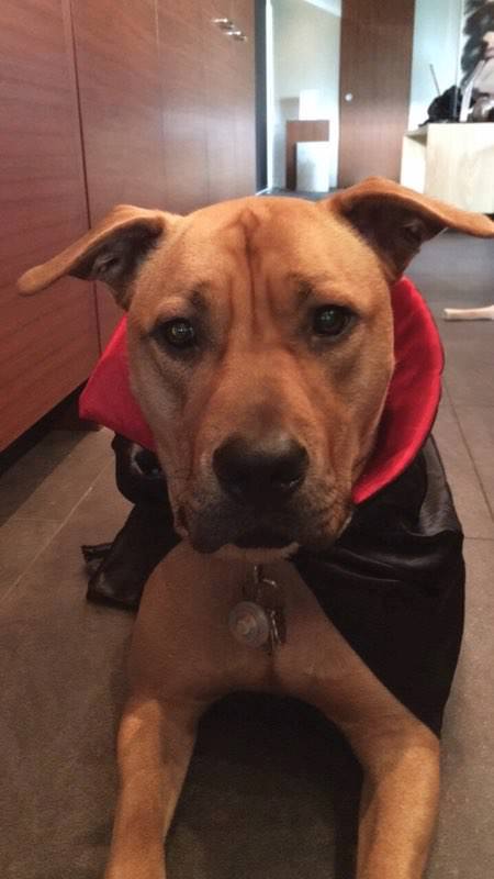 A Pit Bull wearing dracula cape while lying on the floor