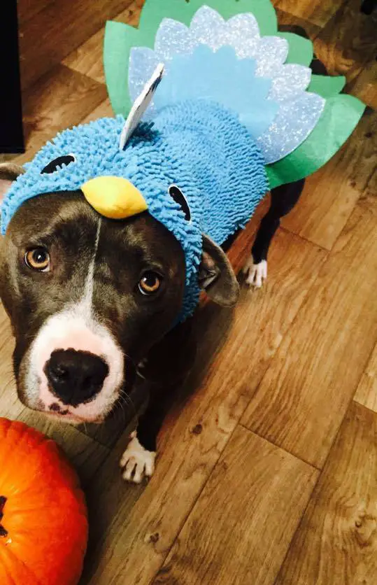 A Pit Bull in bird costume while standing on the floor