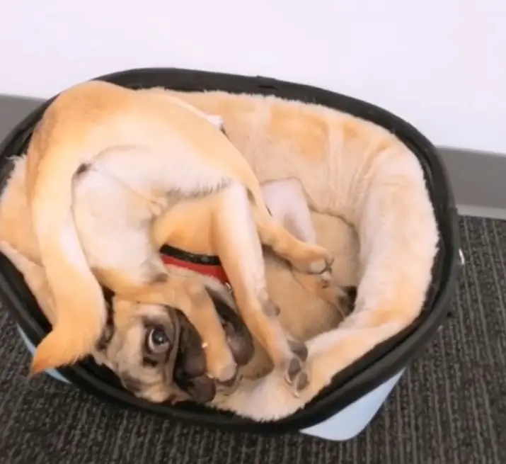 Pug lying upside down in its bed