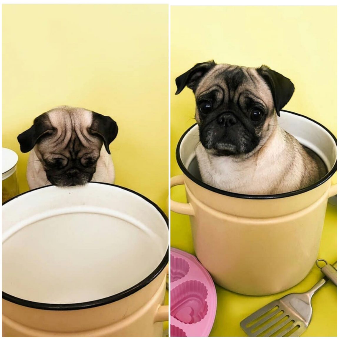 two photos of a pug staring at the big coffee mug and sitting inside it