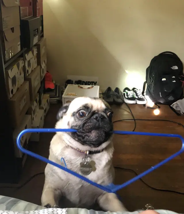 Pug standing up on the foot of the bed with a hanger in its mouth