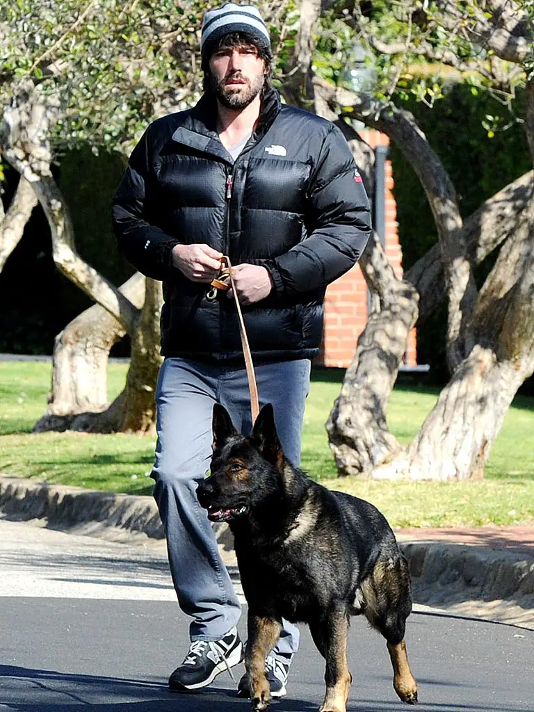Ben Affleck walking with his German Shepherd