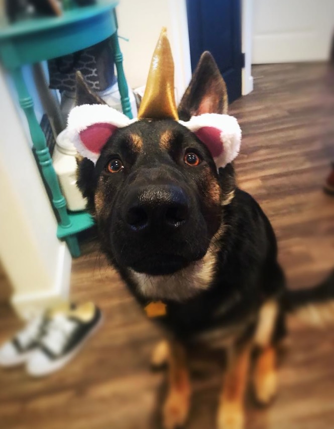 German Shepherd sitting on the floor wearing a unicorn head piece