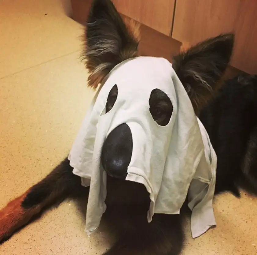 40+ Best German Shepherd Halloween Costume Ideas | Page 11 of 14 | The Paws