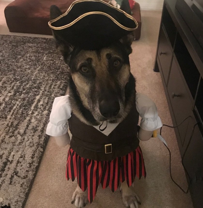 40+ Best German Shepherd Halloween Costume Ideas - Page 13 - The Paws
