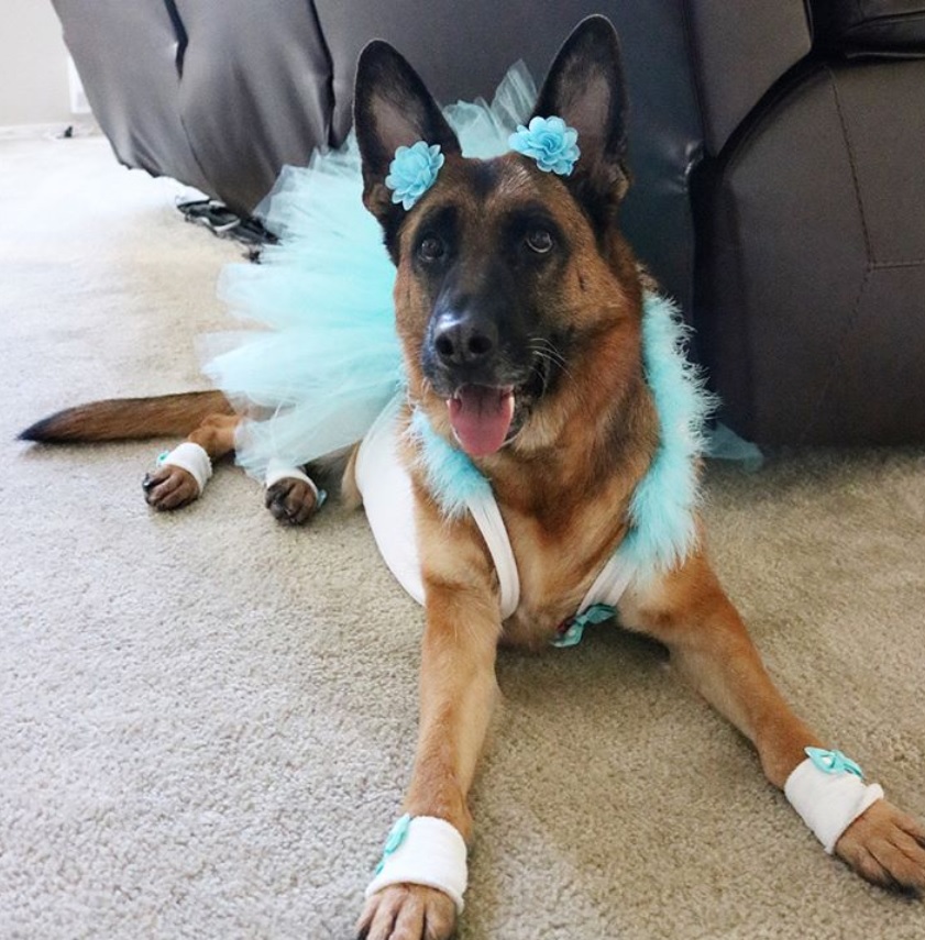 German Shepherd in blue bailarina costume