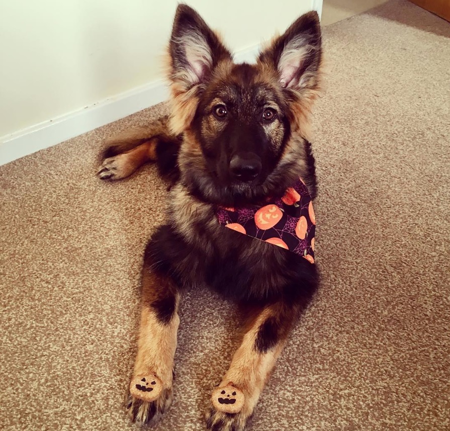 German Shepherd puppy lying down on the floor while wearing a pumpkin scarf