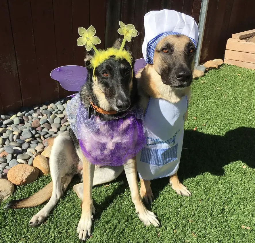 two German Shepherd in fairy and chef costume