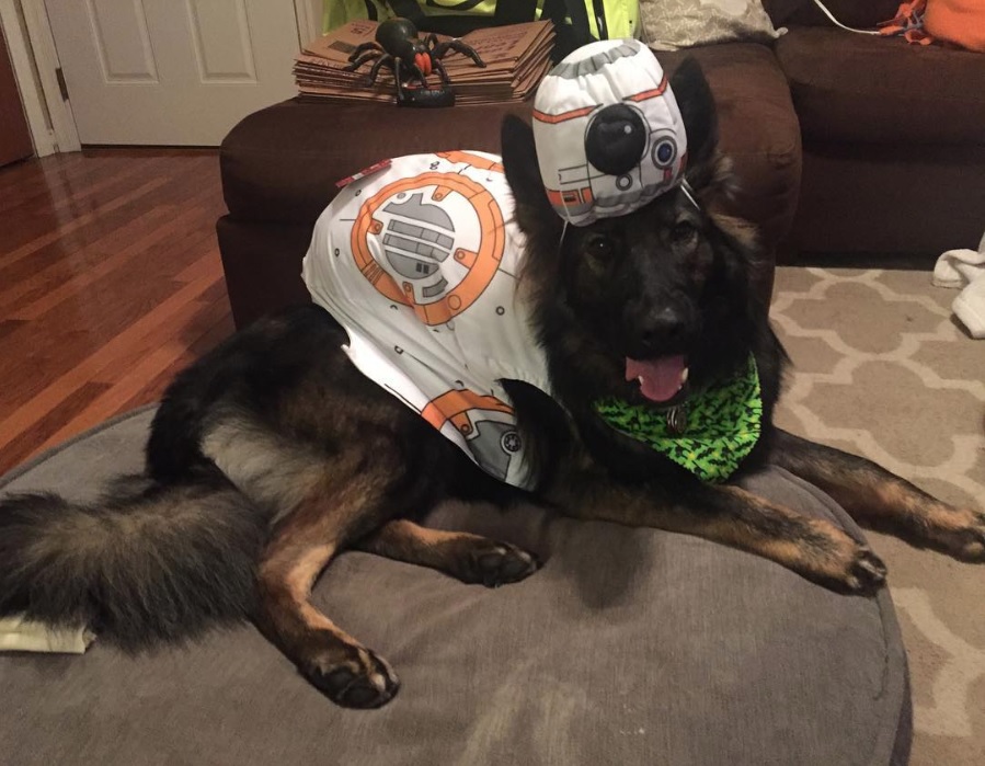 German Shepherd dog in spaceship costume