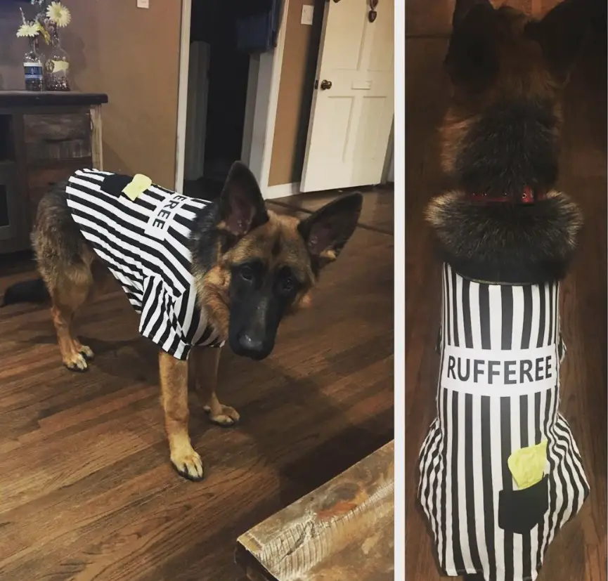German Shepherd dog in referee costume with label 
