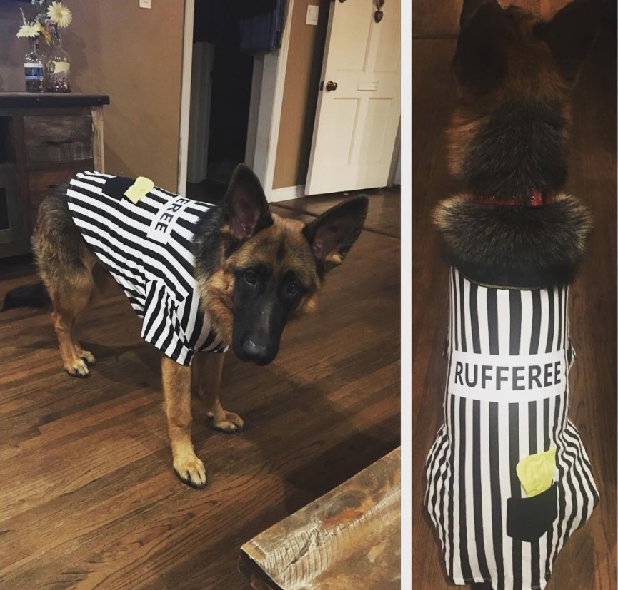 German Shepherd dog in referee costume with label 