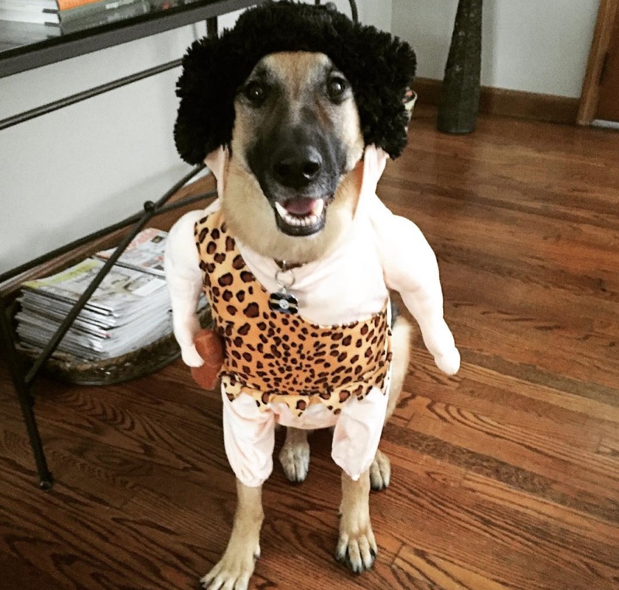 German Shepherd dog in leopard costume