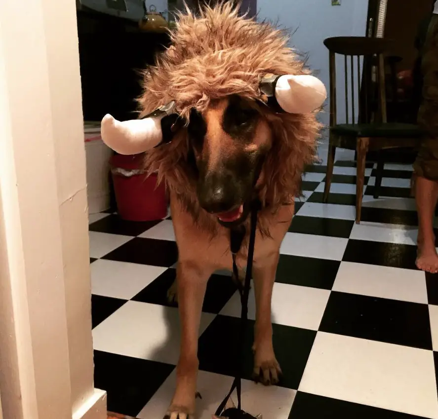 German Shepherd dog in bull costume