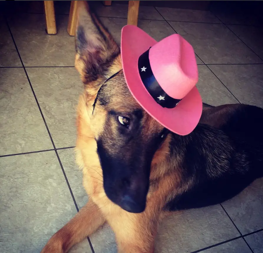 German Shepherd dog wearing pink cap with stars