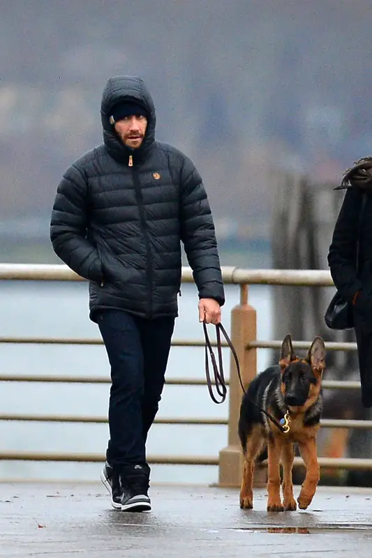 Jake Gyllenhaal walking with his German Shepherd