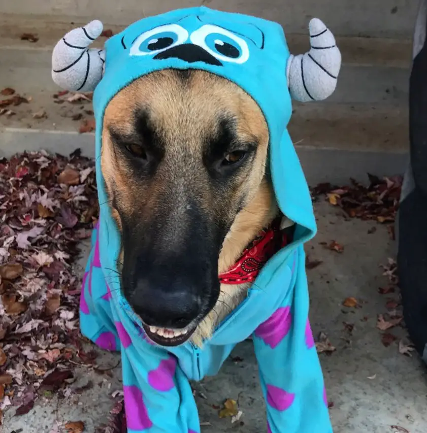 German Shepherd dog in Sullivan costume
