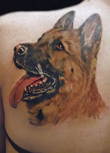 brown German Shepherd Dog looking up tattoo on the back