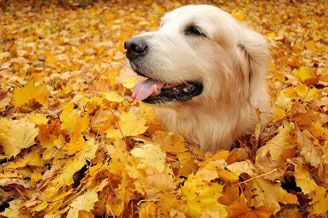 Golden Retriever with its body buried in yellow maple leaves