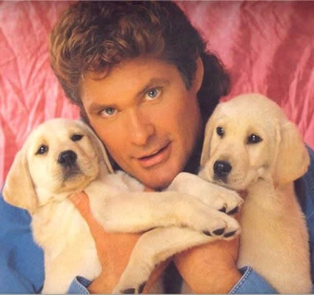 David Hasselhoff hugging his two Golden Retriever puppies