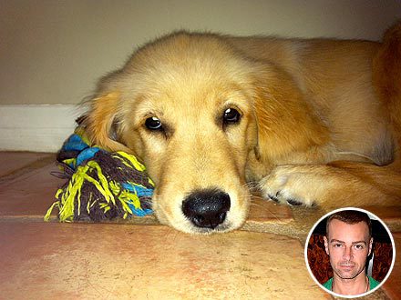 Joey Lawrence circle photo on the bottom right photo of his Golden Retriever lying on the floor