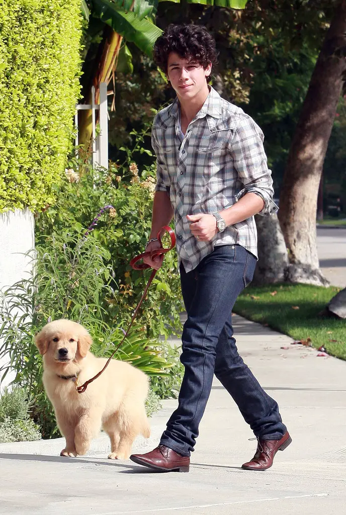 Nick Jonas walking in the street with his Golden Retriever puppy