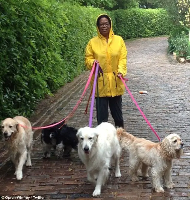 Oprah Winfrey walking her Golden Retrievers at the park