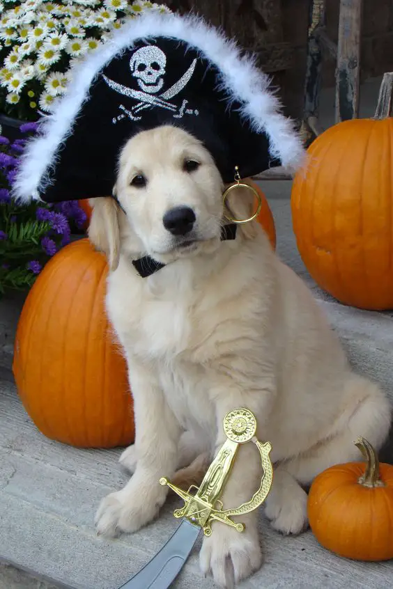 Golden Retriever sitting on the floor in its pirate costume