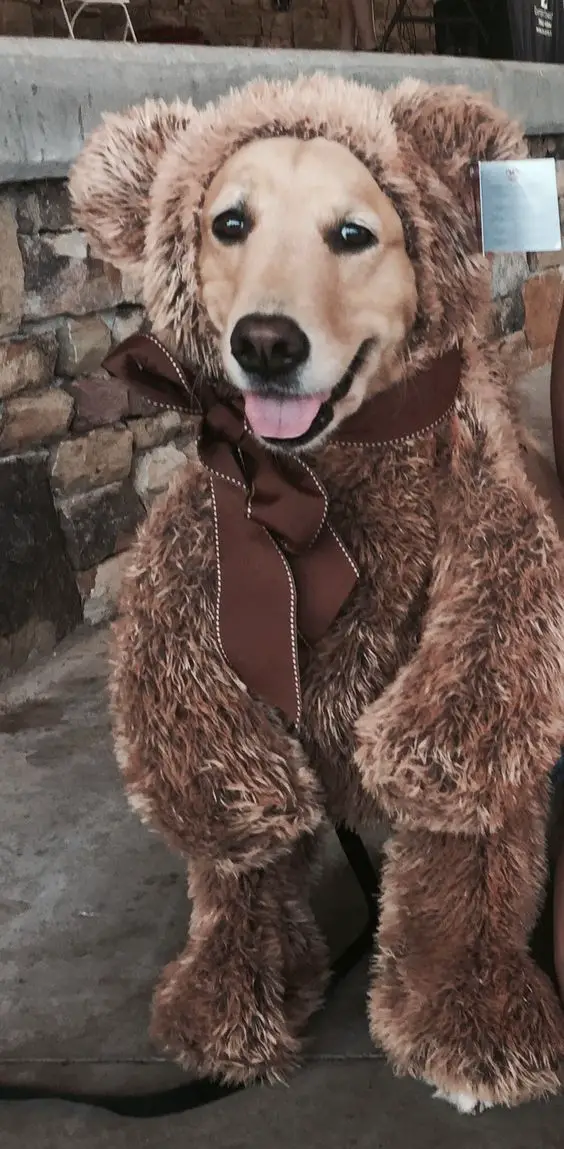Golden Retriever in teddy bear costume