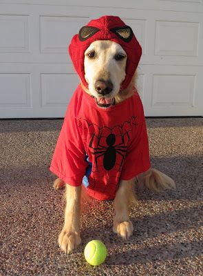 Golden Retriever in spiderman outfit