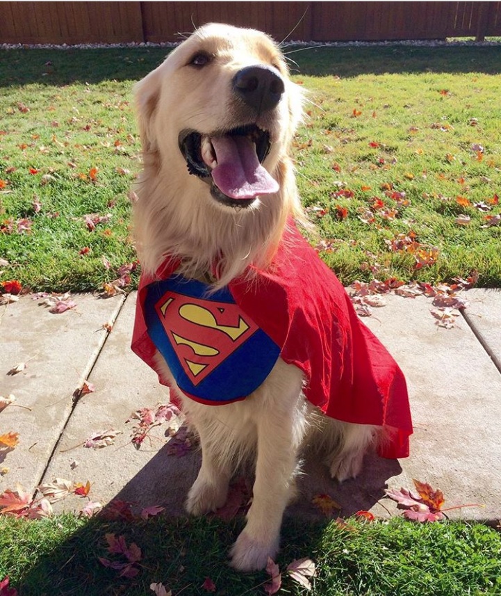 happy Golden Retriever sitting on the hallway with its superman costume