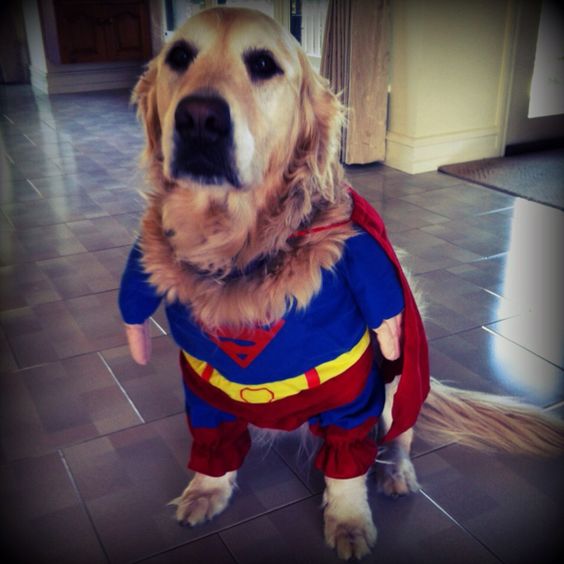 Golden Retriever in superman outfit