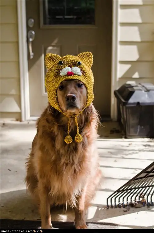 Golden Retriever wearing cat hat