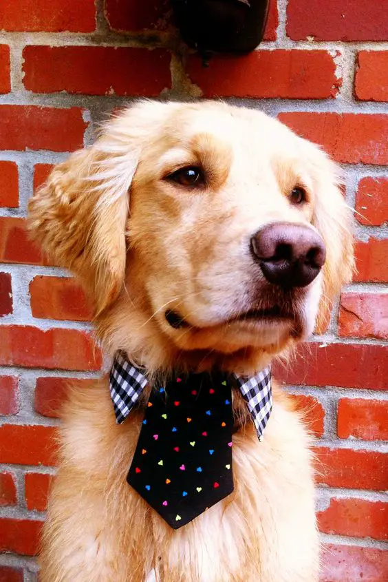 Golden Retriever wearing checked collar and colorful small heart printed black necktie
