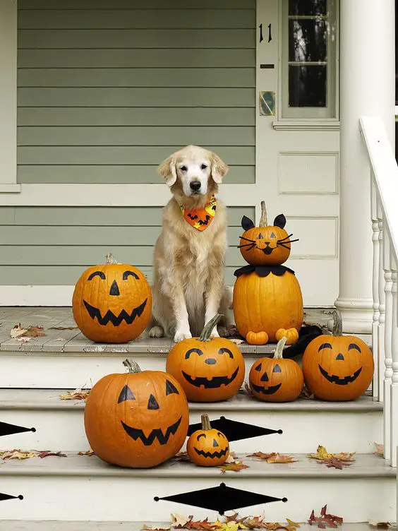 Golden Retriever sitting in the stairs with halloween pumpkins while wearing a halloween scarf