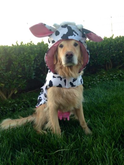 Golden Retriever in cow outfit