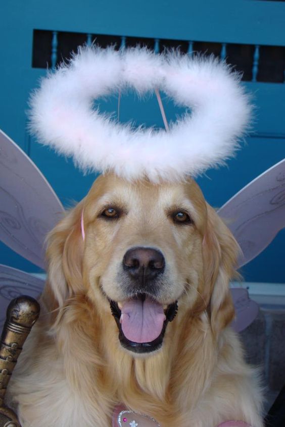 Golden Retriever wearing a headband with white halo and fairy wings