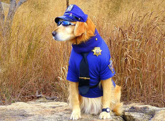 Golden Retriever in police costume