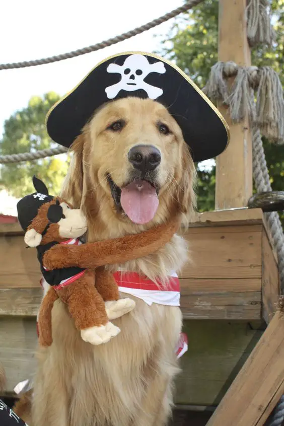 Golden Retriever wearing pirate hat and a stuffed toy monkey around its neck