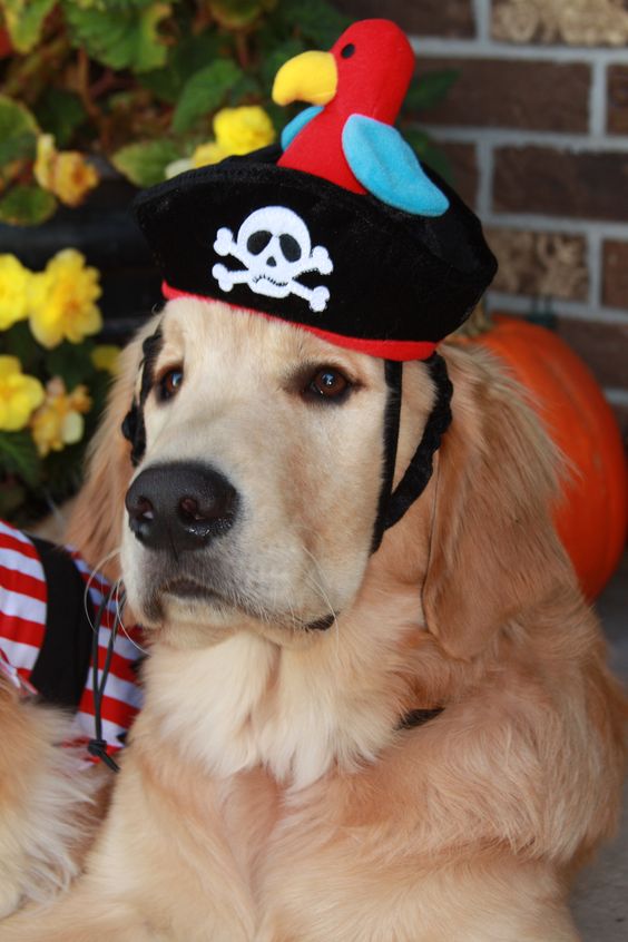 Golden wearing pirate hat with a duck on top