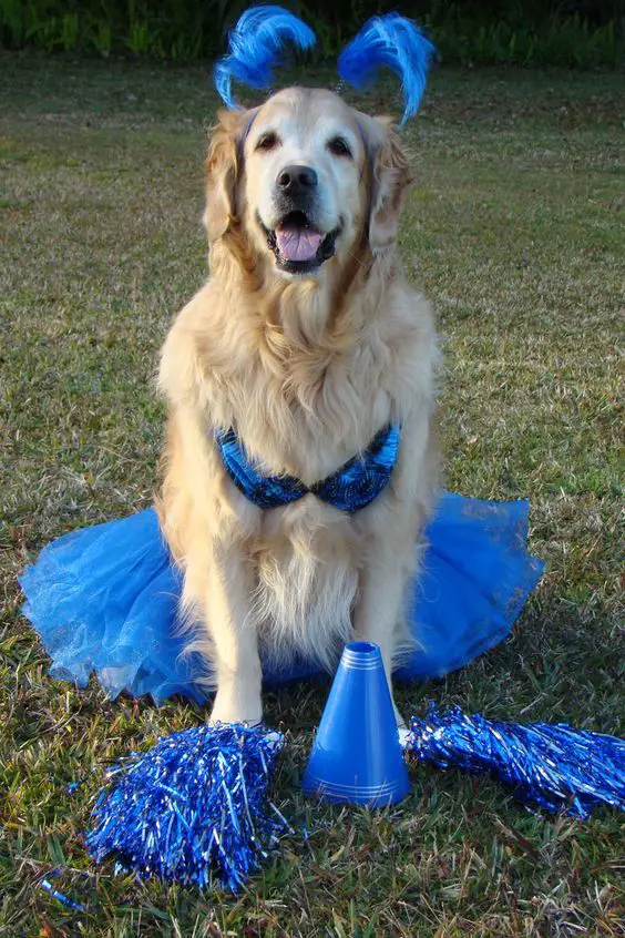 Golden Retriever in blue cheerleader costume
