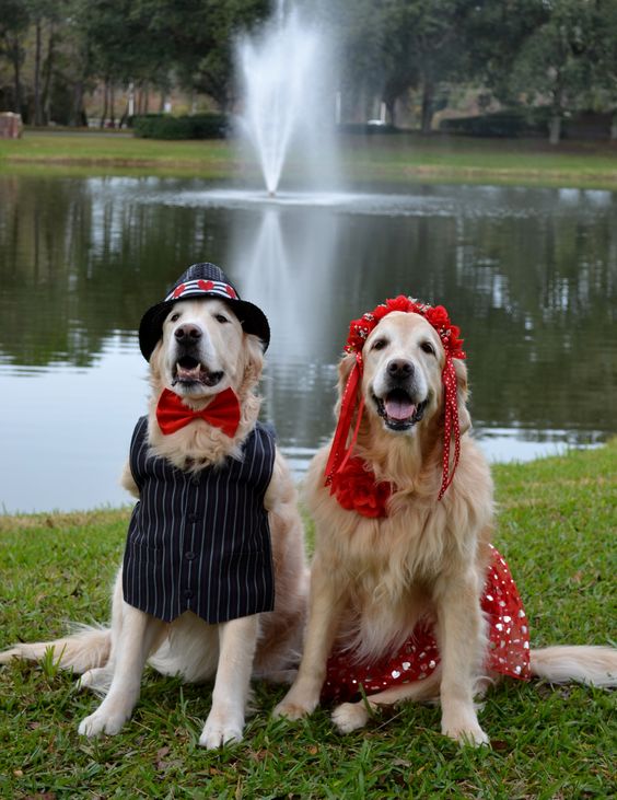 two Golden Retrievers in dancer costume